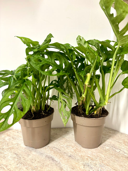 Monstera Adansonii
