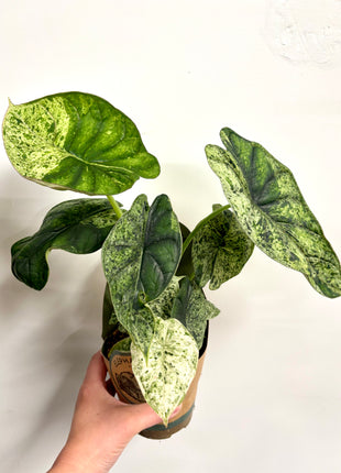 Alocasia Dragon Mint