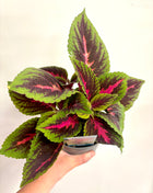 Coleus Ruby