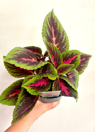 Coleus Ruby
