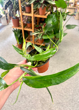 Epipremnum Pinnatum Variegata