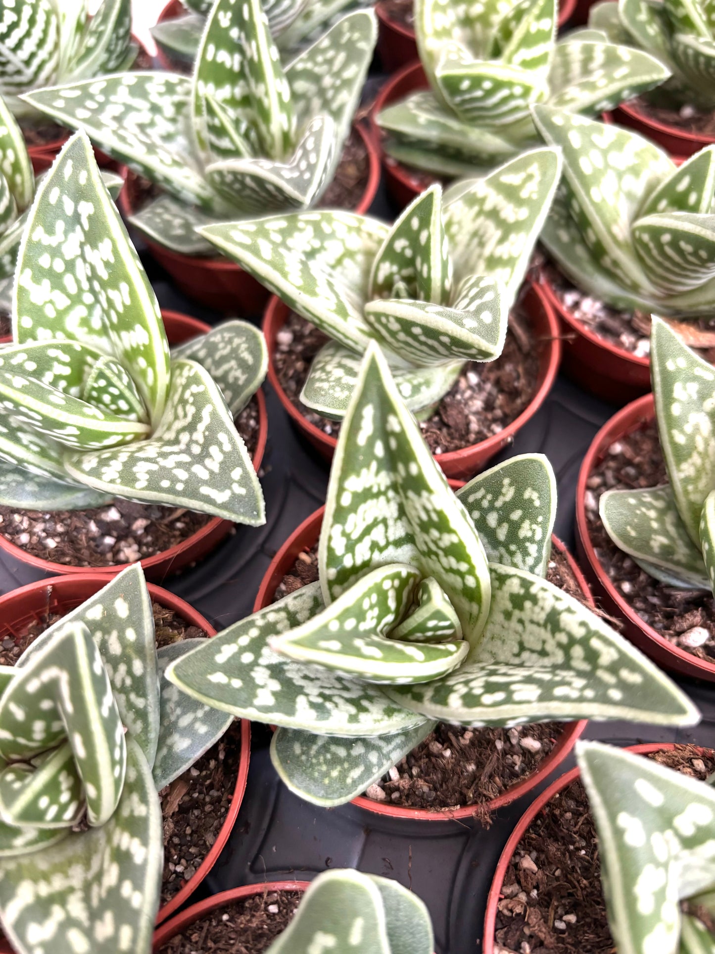 Aloe Variegata