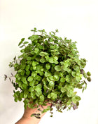 Callisia Repens / Turtle Vine