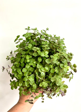 Callisia Repens / Turtle Vine