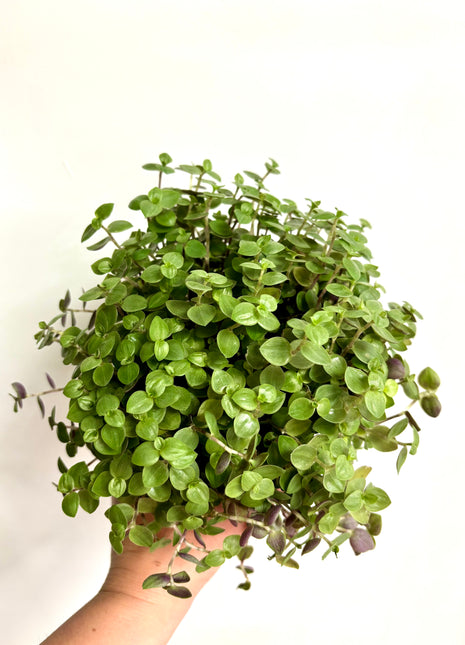 Callisia Repens / Turtle Vine