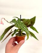 Begonia Maculata Wings Silverspot