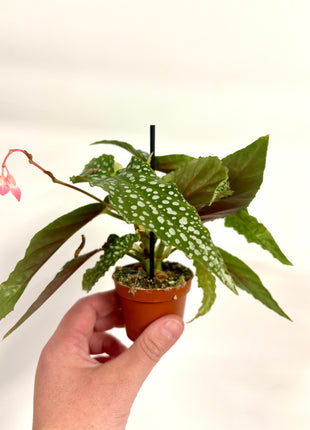 Begonia Maculata Wings Silverspot