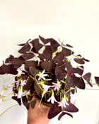 Oxalis triangular
