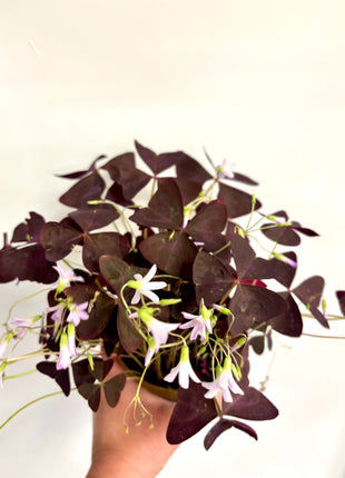 Oxalis triangular