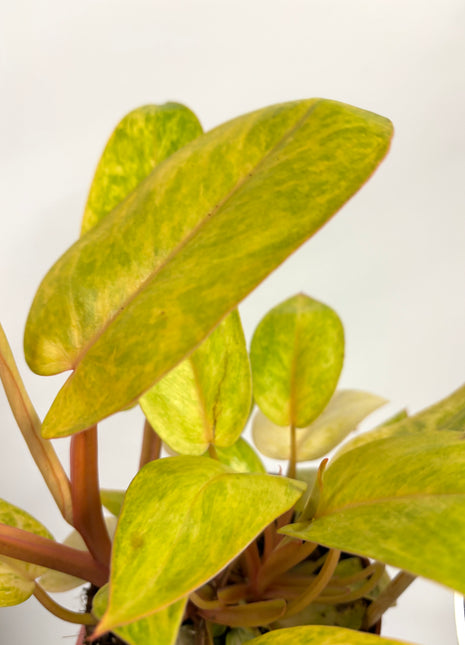 Philodendron Painted Lady