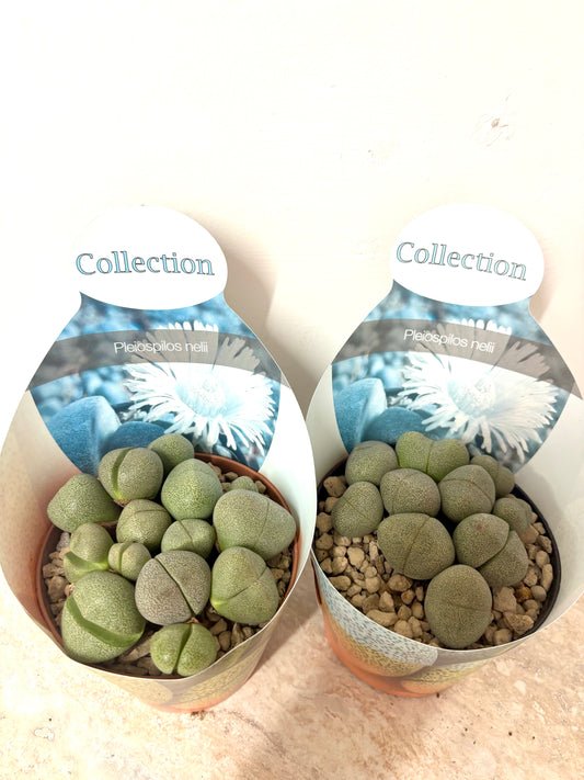 Pleiospilos Nelii
