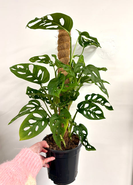 Monstera Adansonii