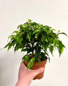 Ficus Green Kinky