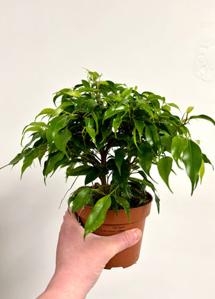 Ficus Green Kinky