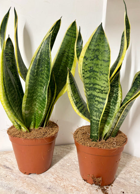 Sansevieria