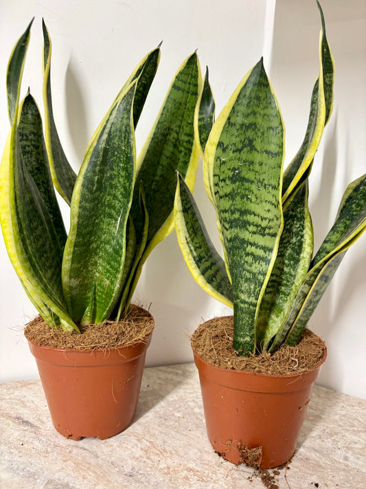 Sansevieria
