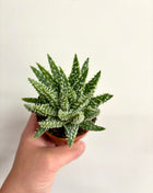 Aloe Humilis Shark