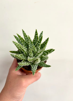 Aloe Humilis Shark