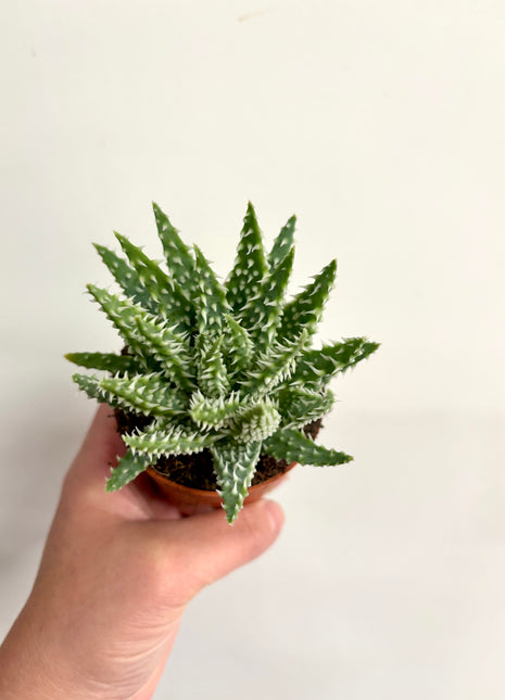 Aloe Humilis Shark