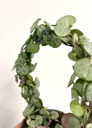 Ceropegia Variegata String of Hearts