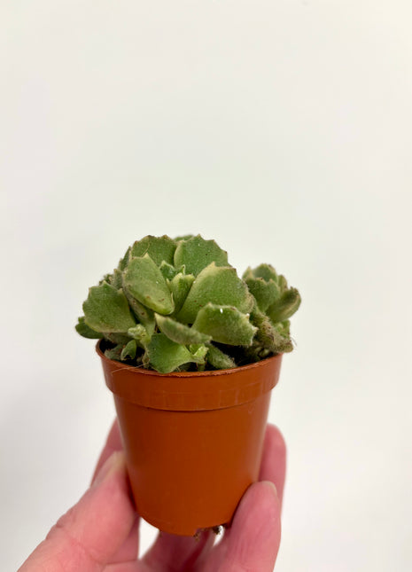 Cotyledon Ladismithiensis/Bear paws