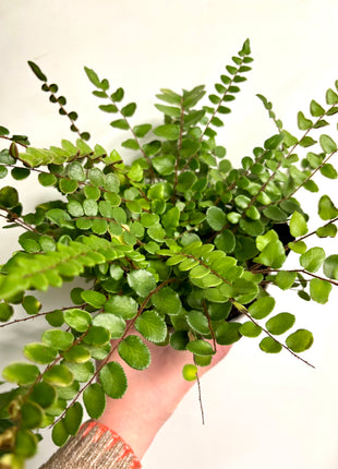Pellaea Button Fern