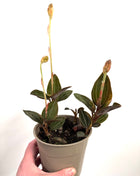 Ludisia Green Velvet / Jewel Orchid