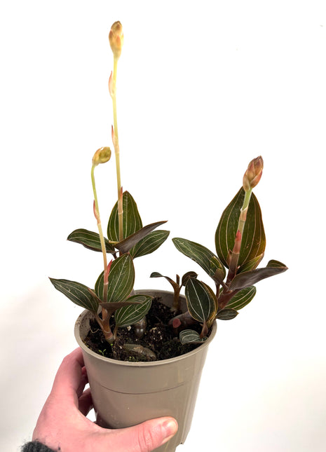 Ludisia Green Velvet / Jewel Orchid