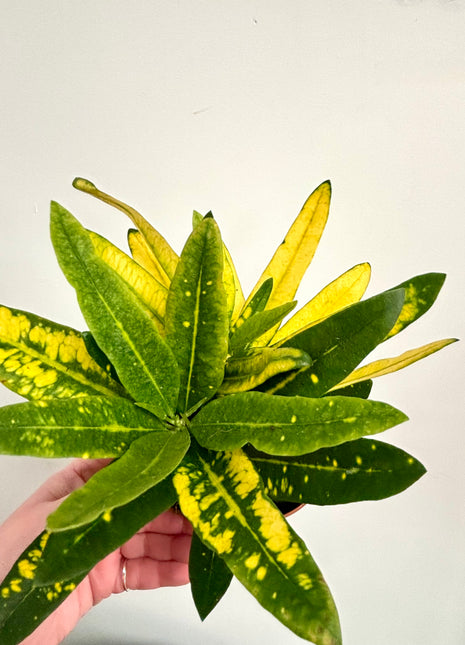Codiaeum/Croton