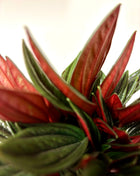 Peperomia Rosso