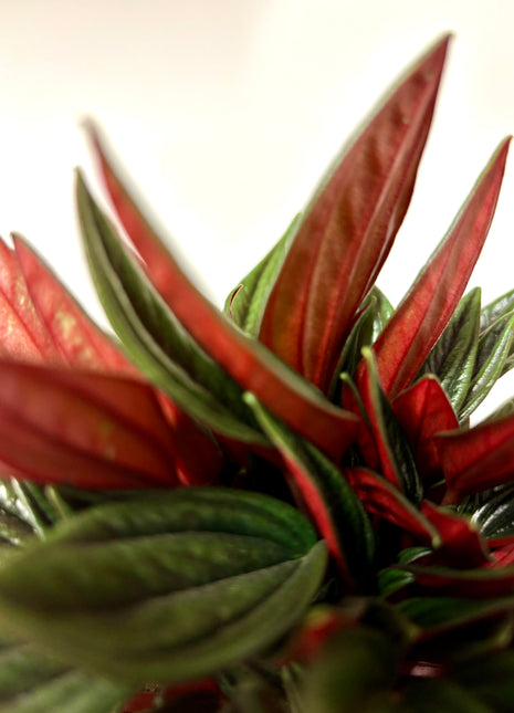 Peperomia Rosso