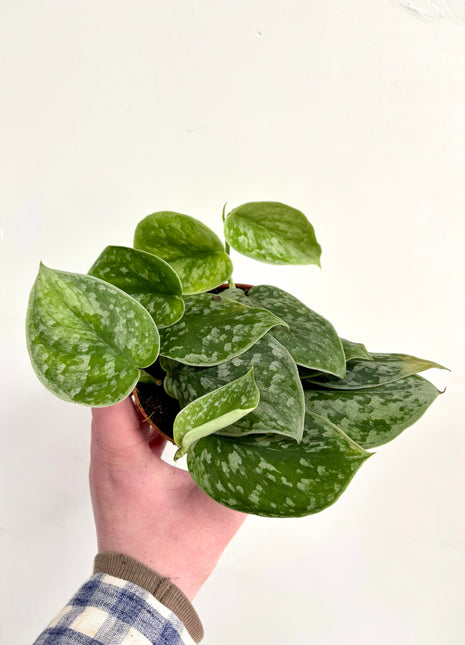 Scindapsus Silvery Ann