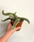 Hildewintera Colademonis/Monkey Tail Cactus