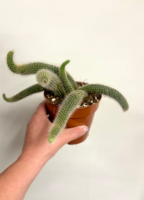 Hildewintera Colademonis/Monkey Tail Cactus