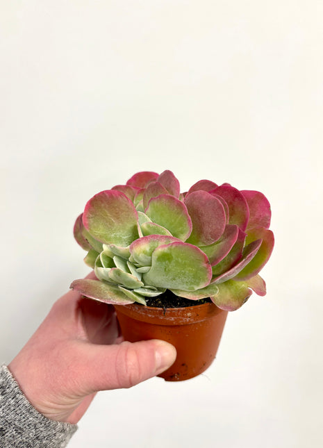 Kalanchoe Thyrsiflora Variegata