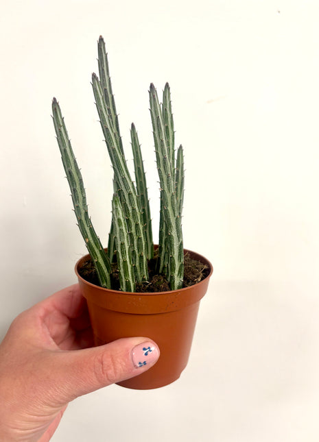 Senecio Stapeliformis