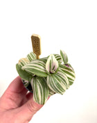 Mini Tradescantia 5.5cm