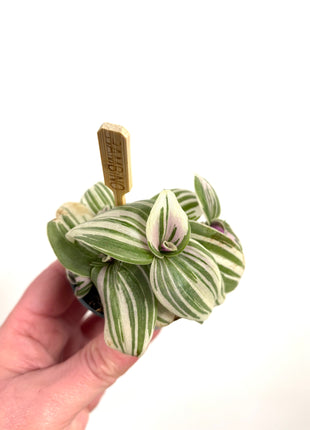 Mini Tradescantia 5.5cm