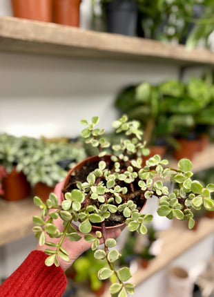 Crassula afra variegata