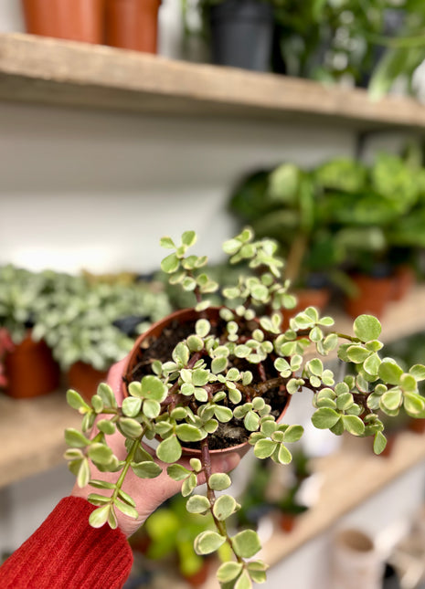 Crassula afra variegata