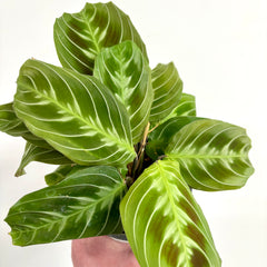 Collection image for: Hanging & Climbing Plants