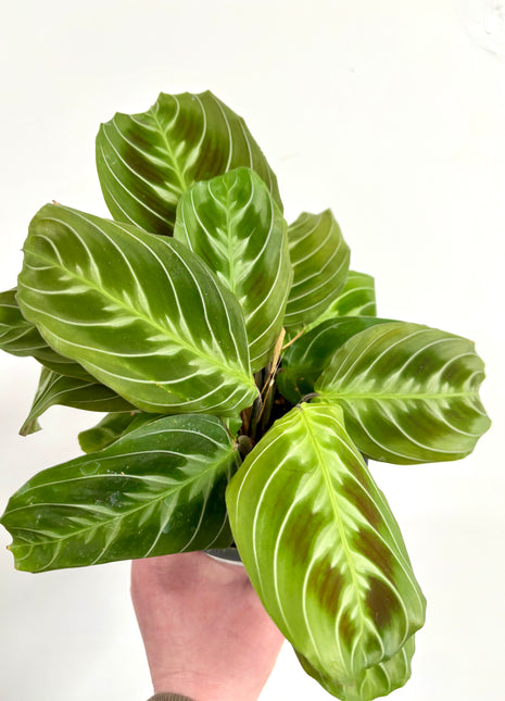 Maranta (cat moustache)