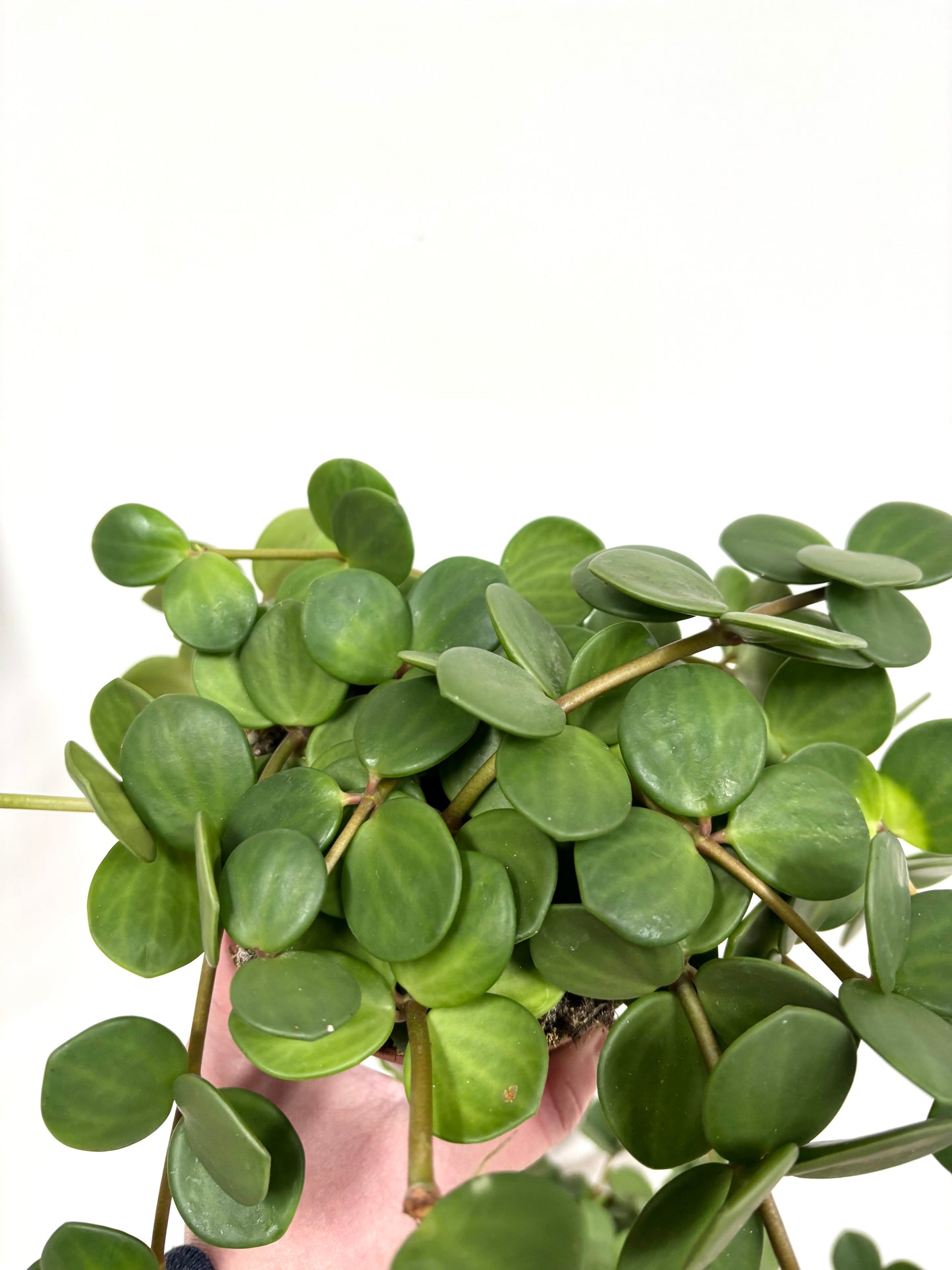 Peperomia Hope