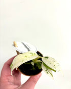 Rhaphidophora Puberula Variegata
