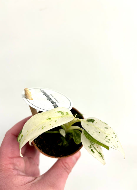 Rhaphidophora Puberula Variegata