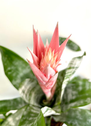 Aechmea fasciata Primera