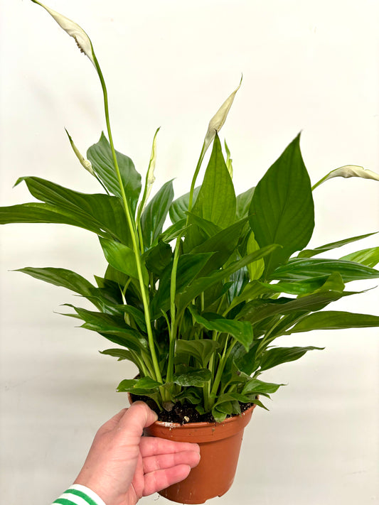 Spathiphyllum/ Peace Lily