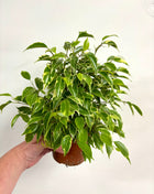 Ficus Kinky
