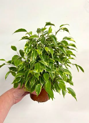 Ficus Kinky