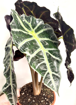Alocasia Polly
